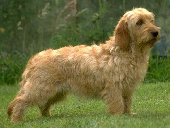 basset fauve de bretagne race chien