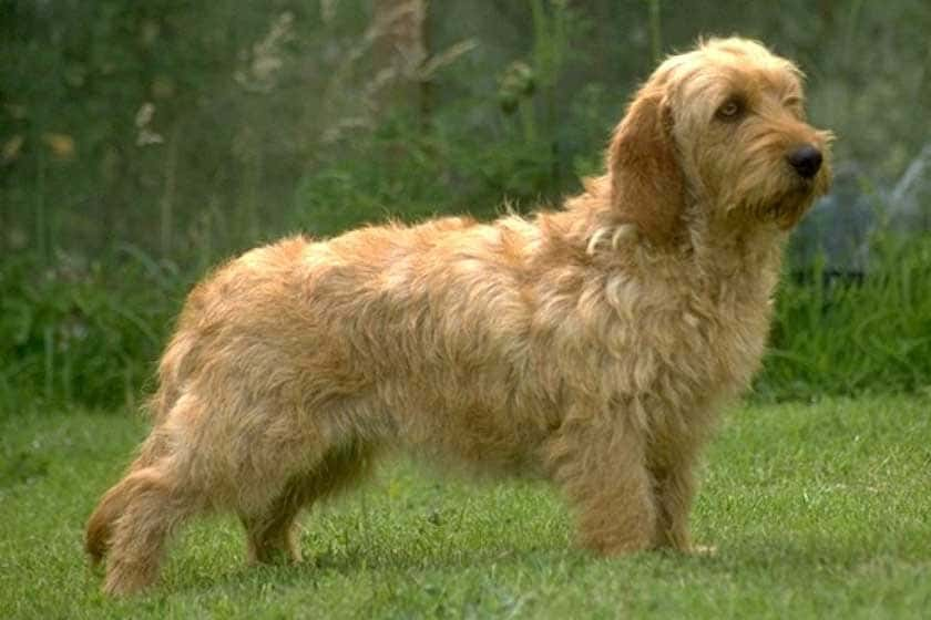 basset fauve de bretagne race chien