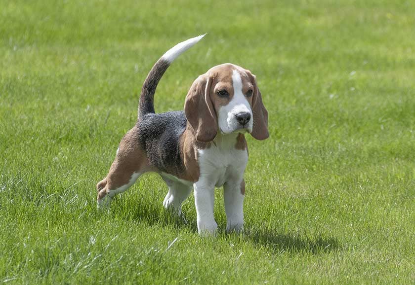Beagle dans la pelouse