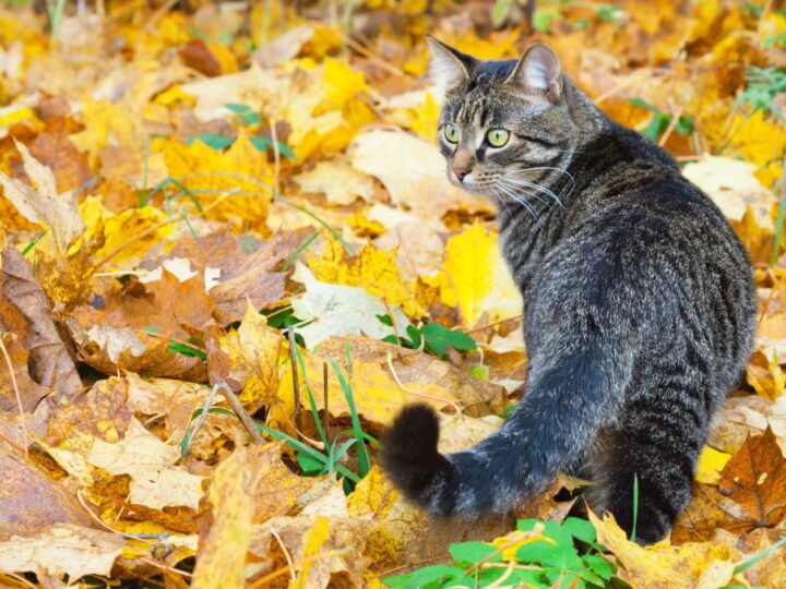 Beau minou sur les feuilles d'automne