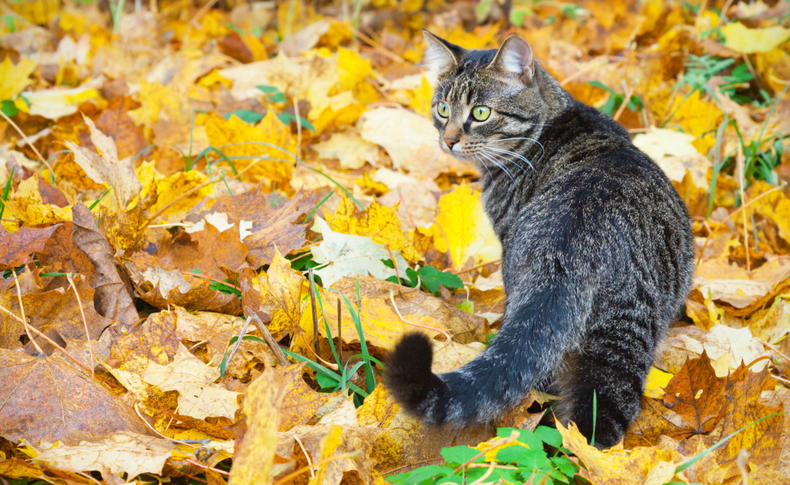 Beau minou sur les feuilles d'automne