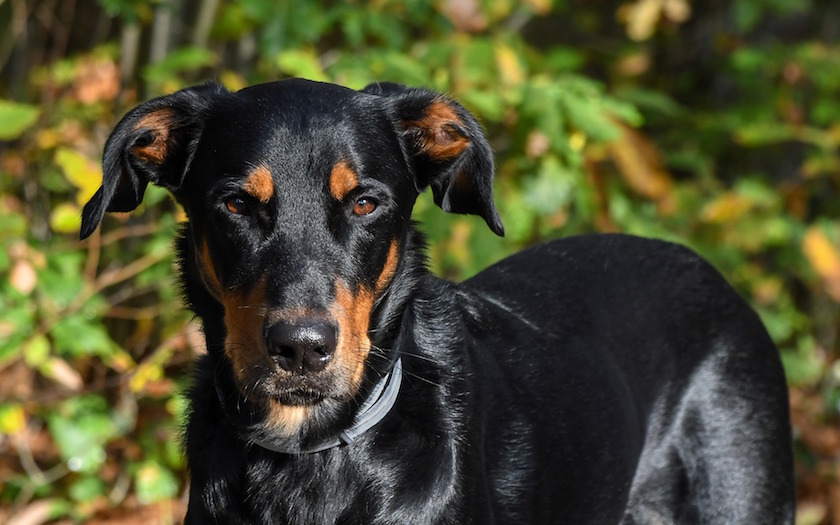 beauceron race