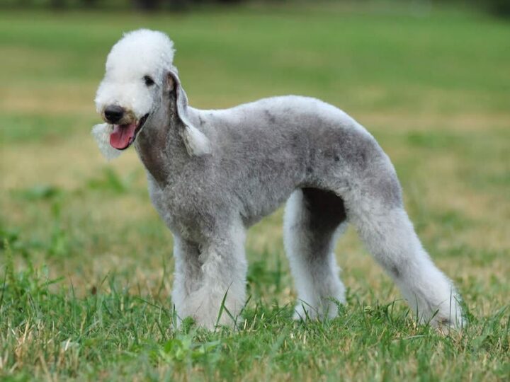 bedlington terrier race