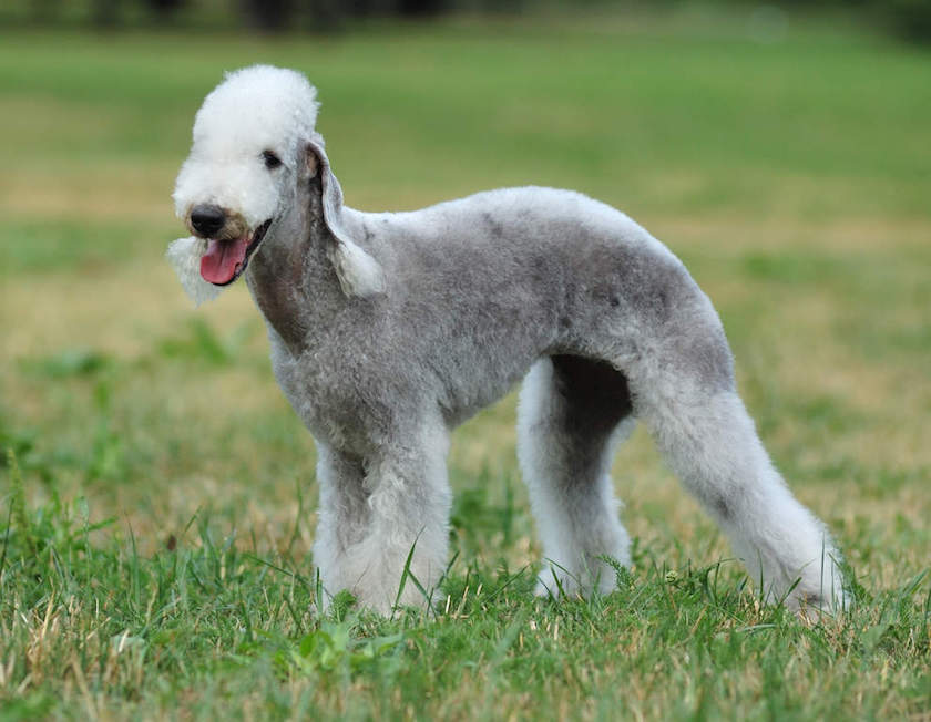 bedlington terrier race