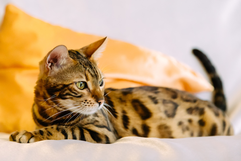 Chat de race Bengal assuré chez Assur O'Poil