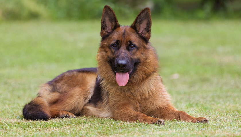 Le Chien de Berger Allemand