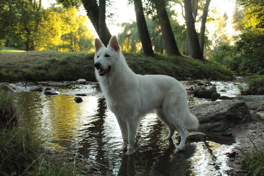 Berge blanc suisse dans un rivière