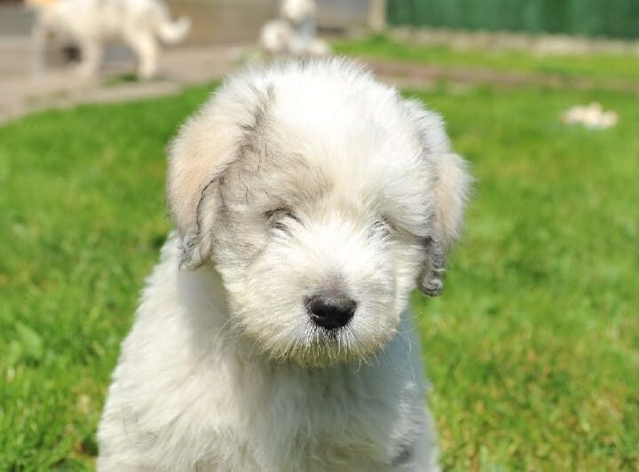 berger de russie meridionale chiot
