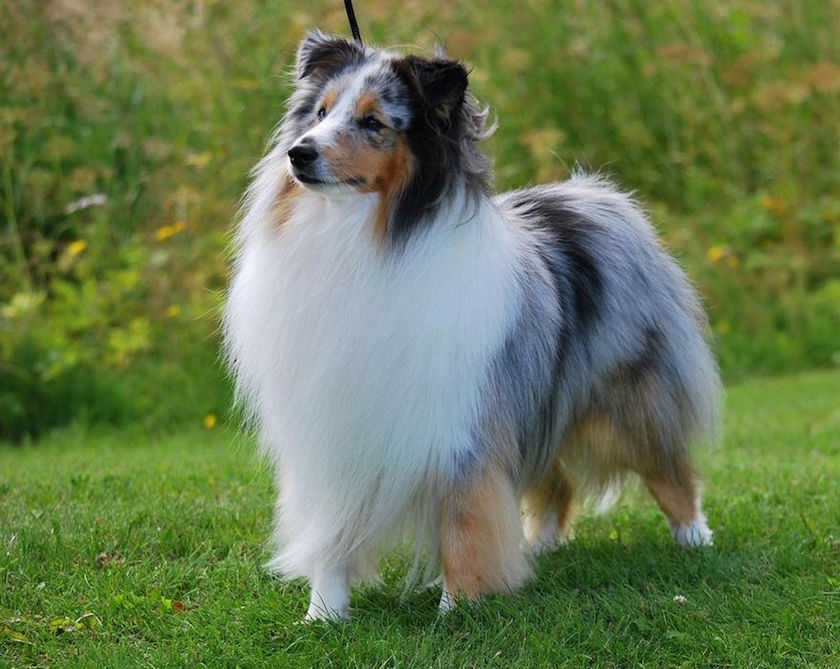 Le Chien de berger des Shetland