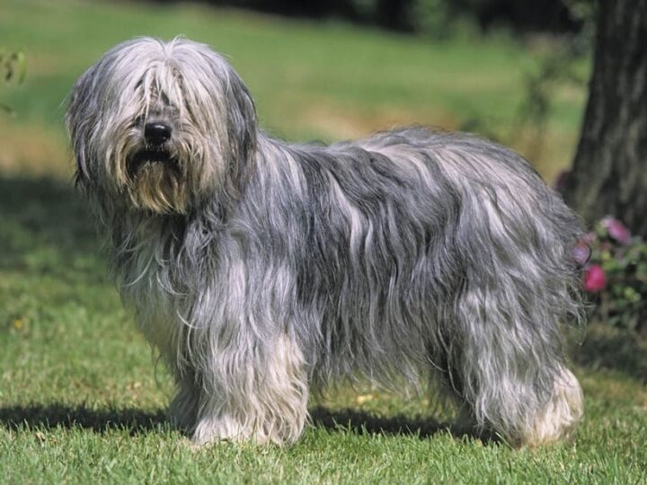 berger polonais de plaine chien
