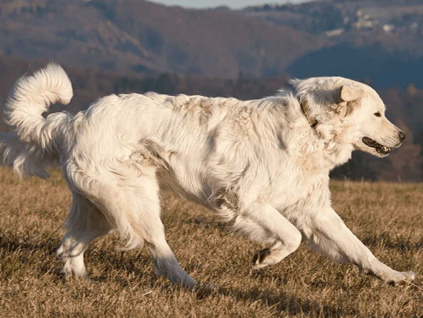 berger slovaque race chien
