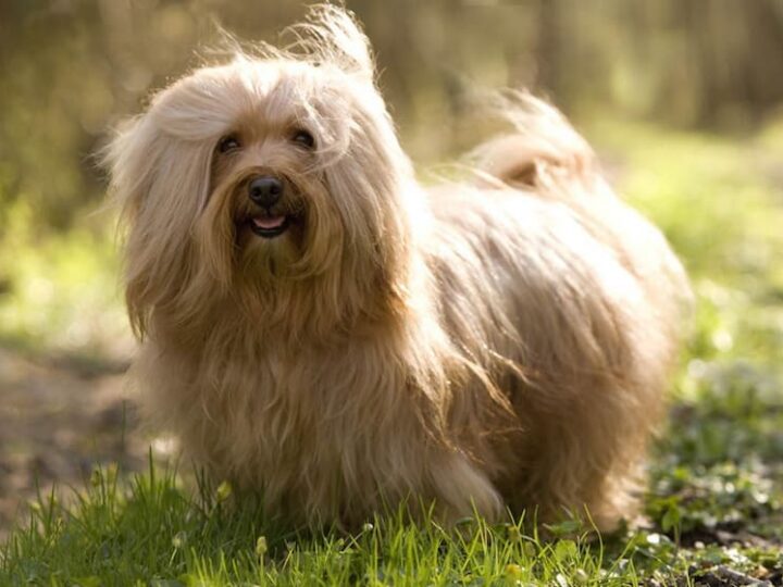 bichon havanais race