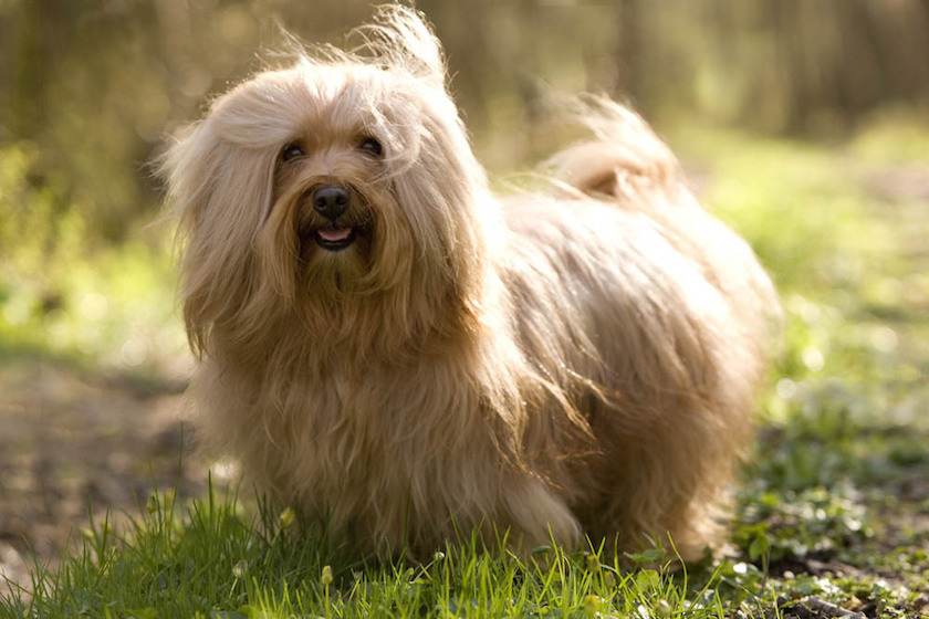 bichon havanais race