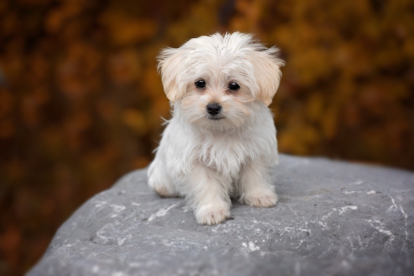 bichon maltais race chien