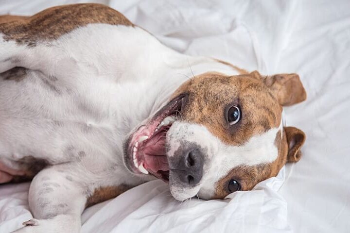 bien etre caresser son chien