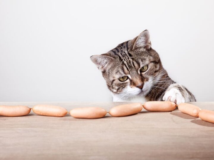 Chat assuré chez Assur O'Poil qui adores les friandises