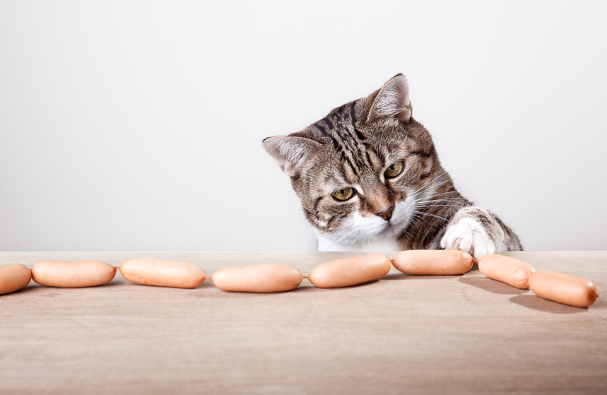 Chat assuré chez Assur O'Poil qui adores les friandises