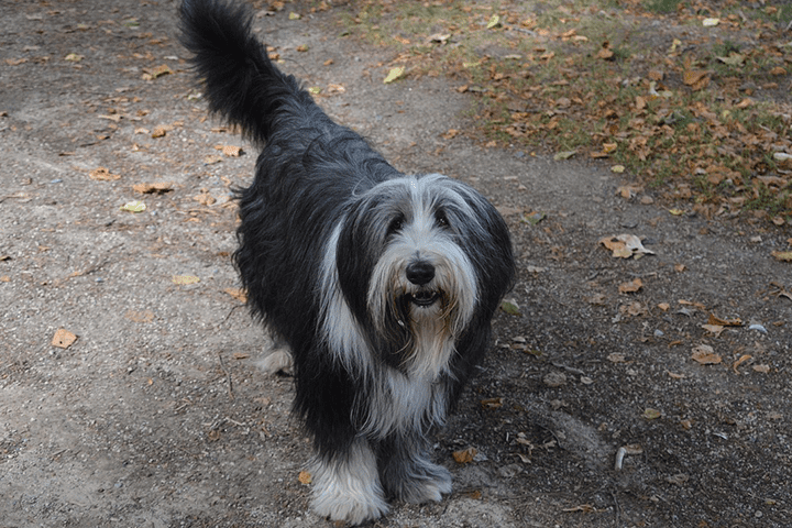 bobtail chien