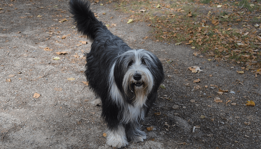 bobtail chien