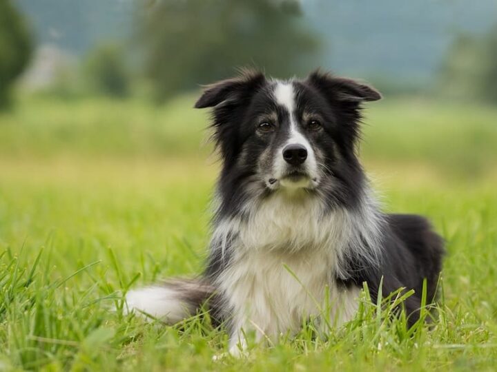 Border Collie dans l'herbe