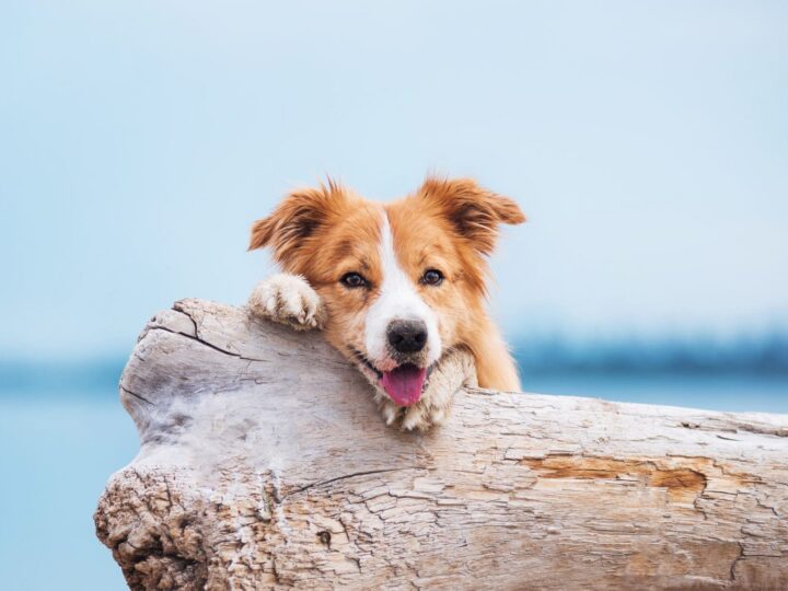 Border collie rouge