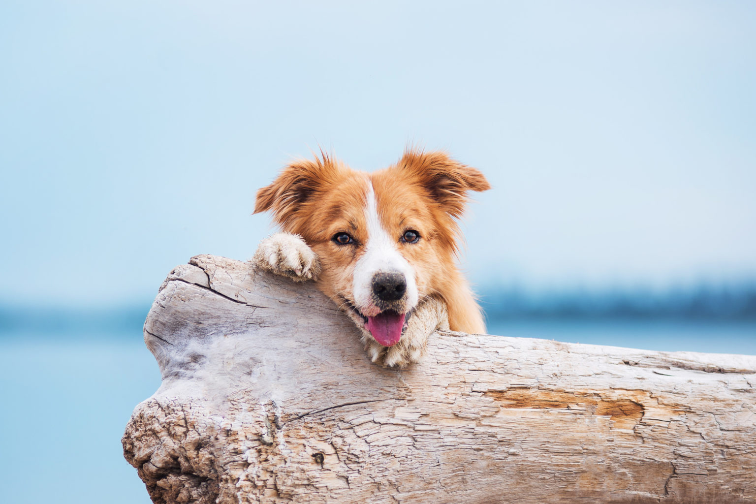 Border collie rouge s'exécutant sur une plage