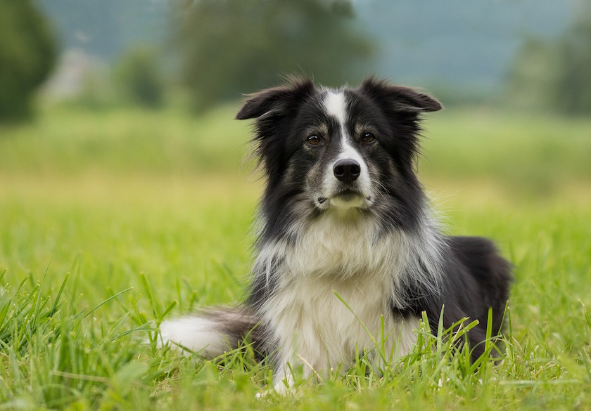 Border Collie dans l'herbe