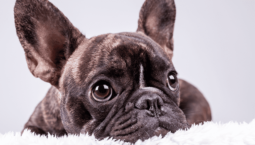 bouledogue francais chien