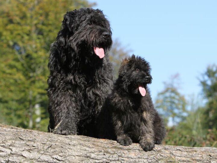 mimétisme de bébé et maman bouvier des Flandres