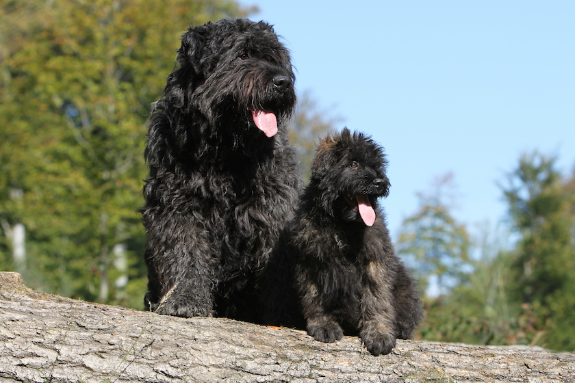 mimétisme de bébé et maman bouvier des Flandres