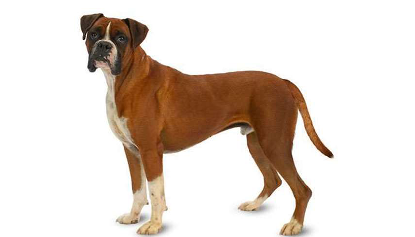 Chien race boxer sur fond blanc