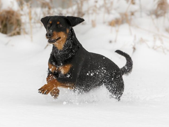 Pudel und Bracke im Schnee