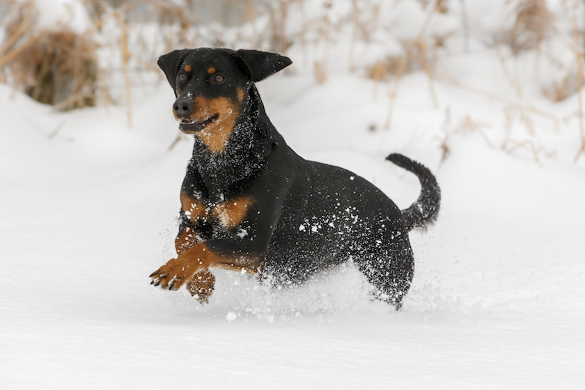 Pudel und Bracke im Schnee