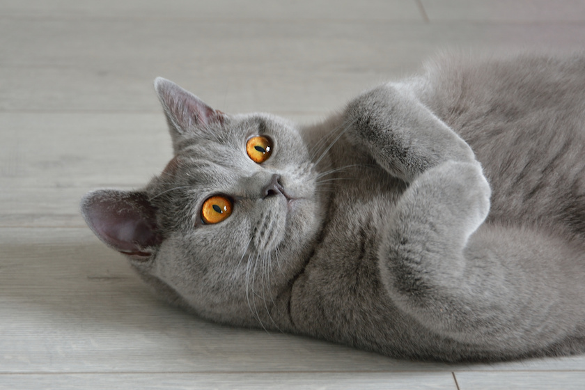 Chat de race British shorthair assuré chez Assur O'Poil