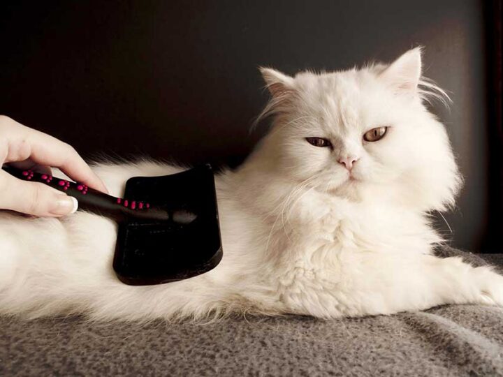 Chat assuré chez Assur O'Poil se fait brosser