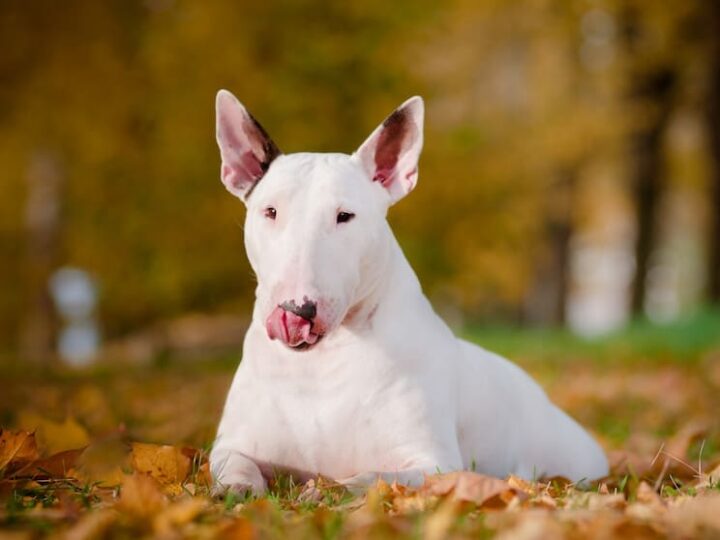 chien bull terrier