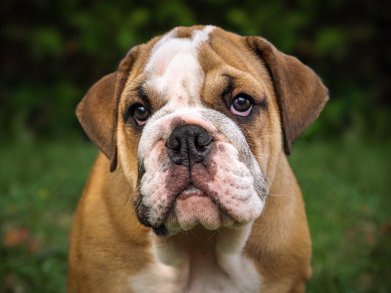 Chien de race Bulldog