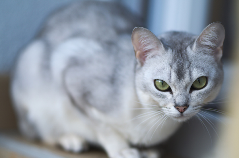 Chat de race Burmilla assuré chez Assur O'Poil