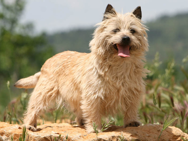 cairn terrier race