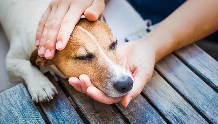 Les bons gestes à faire pour flatter son chien