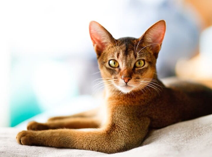 chat de race Ceylan