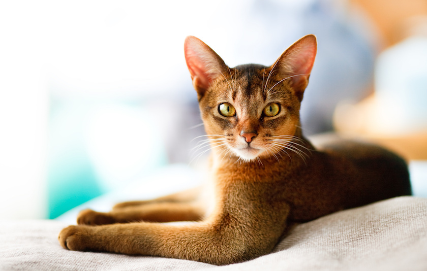 Chat de race Ceylan assuré chez Assur O'Poil