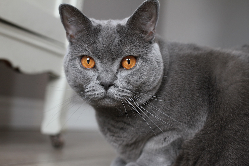 Chartreux