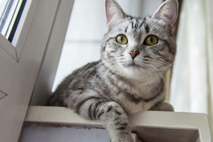 chat a la maison danger domestiques