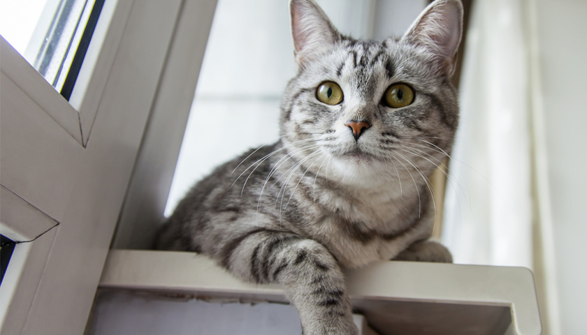 chat a la maison danger domestiques