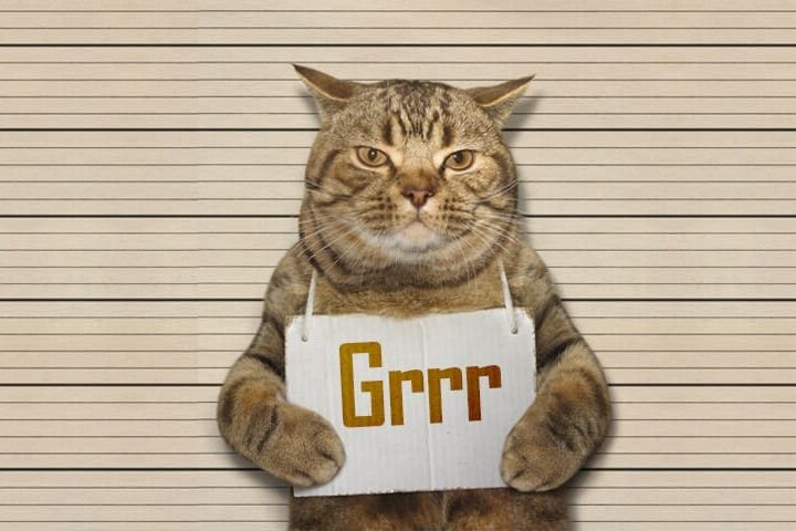 Chat assuré chez Assur O'Poil un poil agressif