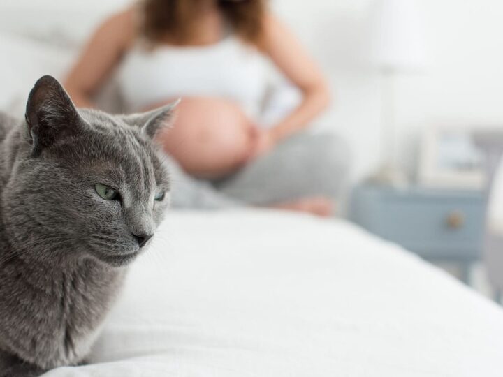 chat allongé sur un lit toxoplasmose