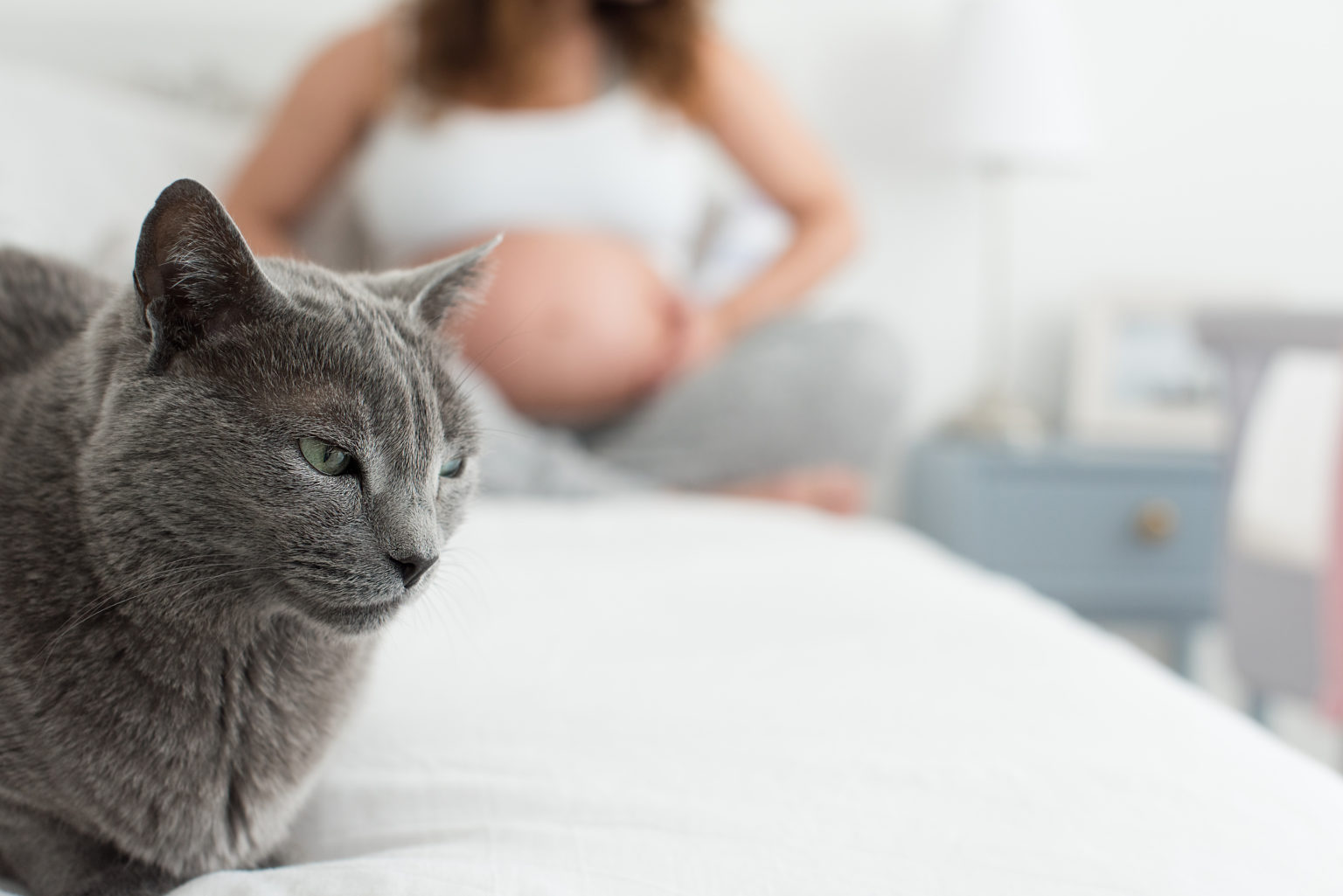 chat allongé sur un lit toxoplasmose