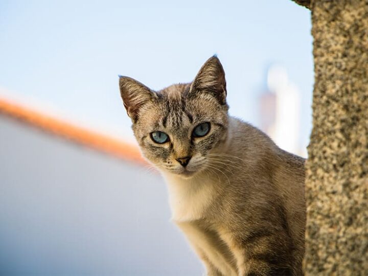 Chat autiste : comment reconnaître l'autisme chez le chat ?