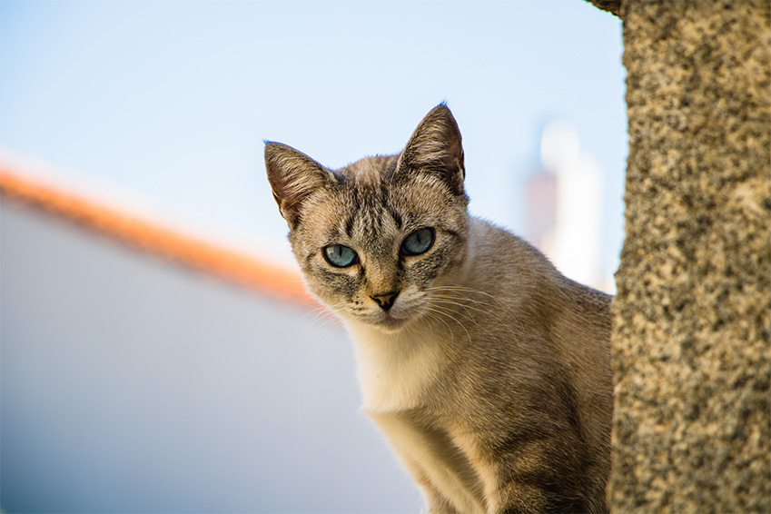 Chat autiste : comment reconnaître l'autisme chez le chat ?